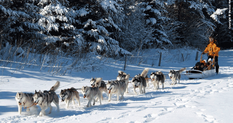 sled dogs à la costette